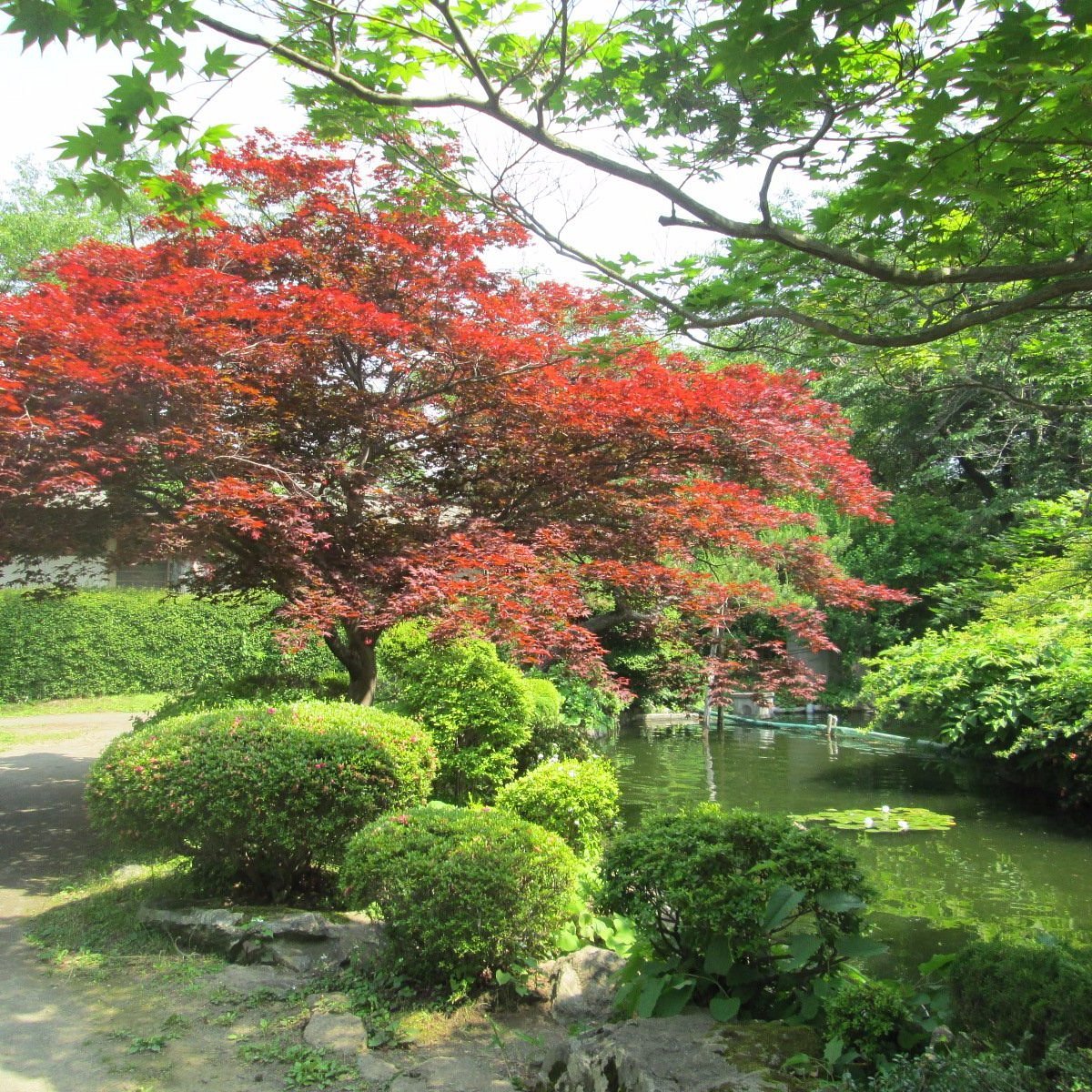 🌳 미와케모리 공원(미와케모리 코엔) 이미지 7